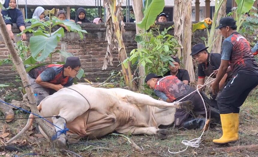 Farmers restrain a large white cow lying on the ground with ropes while onlookers stand behind a brick wall.
