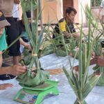 Group of men kneeling on a plastic sheet, weaving pandan leaves into small round baskets for sale or ceremony on a workshop day