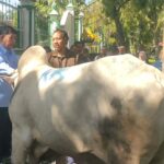 Group of men guiding a large white animal prepared for Eid al-Adha sacrifice in a gated outdoor area.