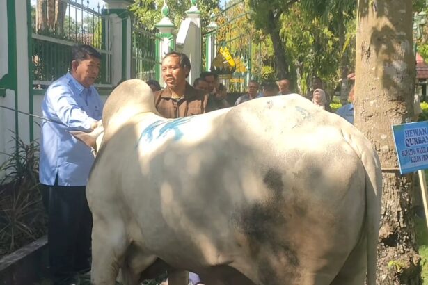 Group of men guiding a large white animal prepared for Eid al-Adha sacrifice in a gated outdoor area.