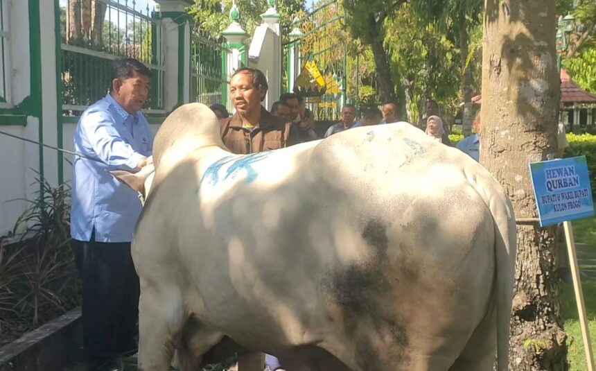 Group of men guiding a large white animal prepared for Eid al-Adha sacrifice in a gated outdoor area.