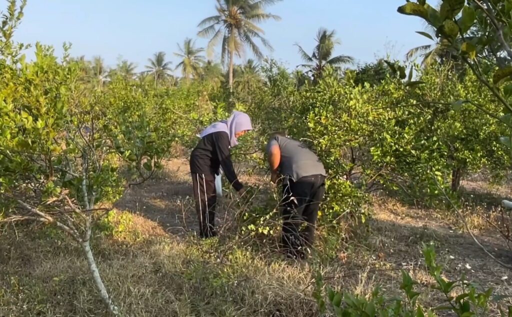 Two people in a grove bend over among green shrubs, picking fruit in an orchard with palm trees in the distance