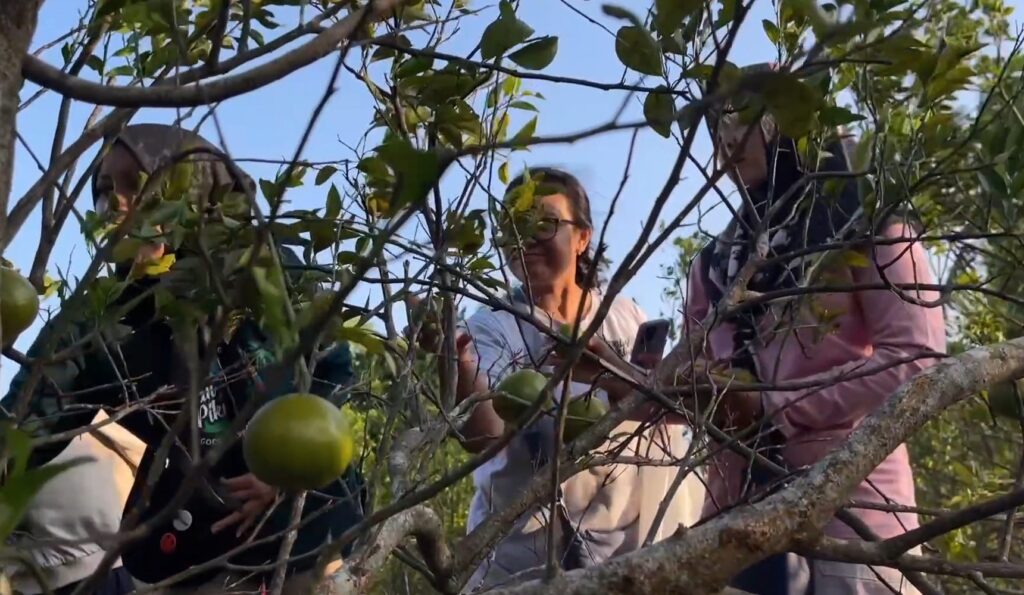Three people perched in a tree picking green apples against a clear blue sky, branches and leaves surrounding them.