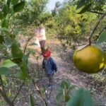 Child wearing a red headband and denim jacket stands among citrus trees, ripe yellow oranges visible on branches above him, during harvest.