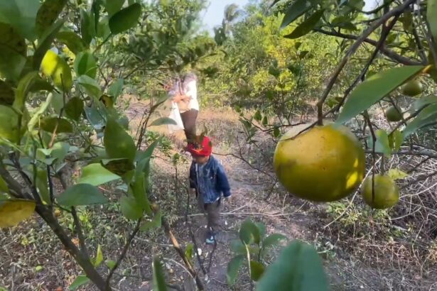 Child wearing a red headband and denim jacket stands among citrus trees, ripe yellow oranges visible on branches above him, during harvest.