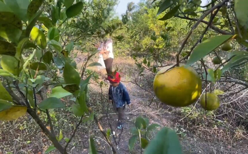 Child wearing a red headband and denim jacket stands among citrus trees, ripe yellow oranges visible on branches above him, during harvest.