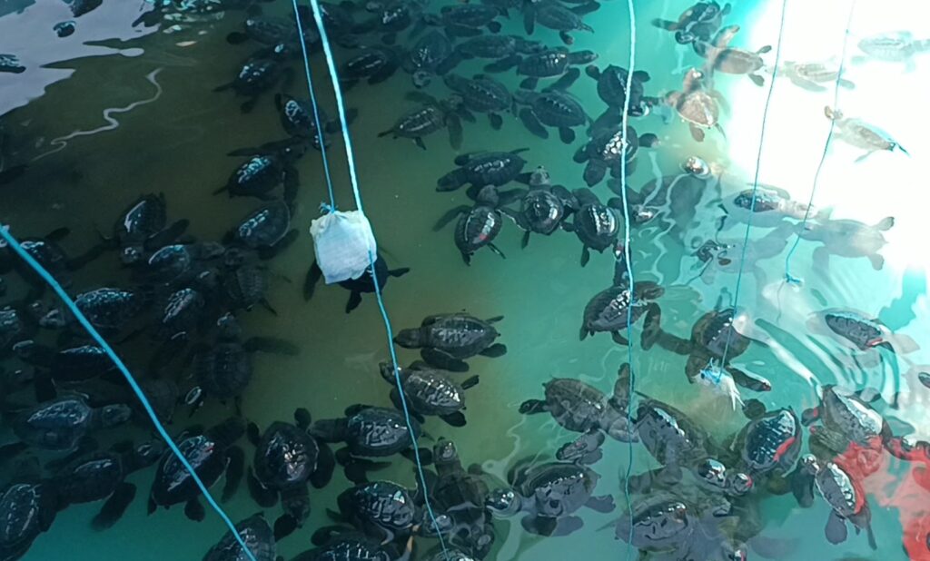 Screenshot_20260613_181004_Gallery - Mabur.co Many juvenile sea turtles clustered in a turquoise containment pool with blue ropes.