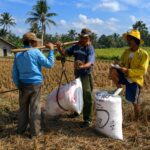 Three farmers in a sunlit rural field handle a bamboo measurement device while one takes notes in a notebook.