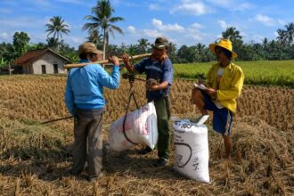 Three farmers in a sunlit rural field handle a bamboo measurement device while one takes notes in a notebook.