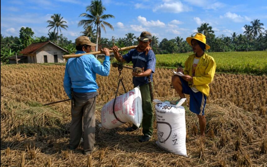 Three farmers in a sunlit rural field handle a bamboo measurement device while one takes notes in a notebook.