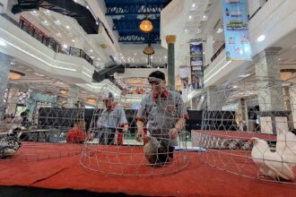 Indoor mall atrium with multiple wire chicken cages on a red carpet, people moving around a poultry exhibit.