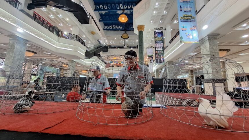 Indoor mall atrium with multiple wire chicken cages on a red carpet, people moving around a poultry exhibit.