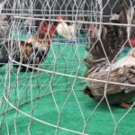 Roosters inside a metal wire cage placed on a green floor, with one rooster prominently in the foreground and others blurred in the background.