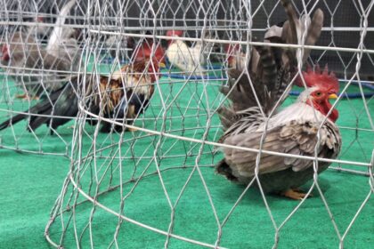 Roosters inside a metal wire cage placed on a green floor, with one rooster prominently in the foreground and others blurred in the background.