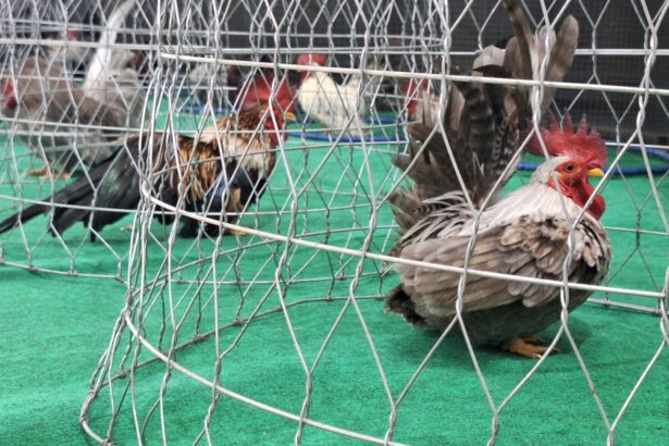 Roosters inside a metal wire cage placed on a green floor, with one rooster prominently in the foreground and others blurred in the background.