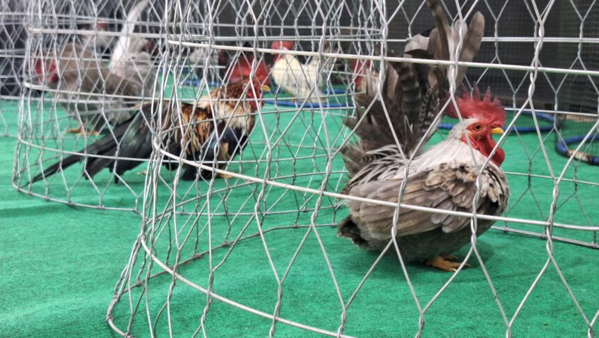 Roosters inside a metal wire cage placed on a green floor, with one rooster prominently in the foreground and others blurred in the background.