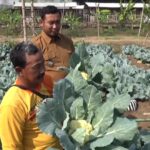 Two men stand in a cabbage field, inspecting large green cabbage heads.