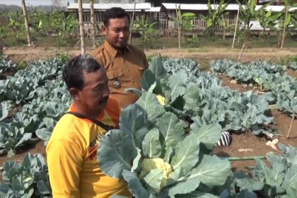 Two men stand in a cabbage field, inspecting large green cabbage heads.
