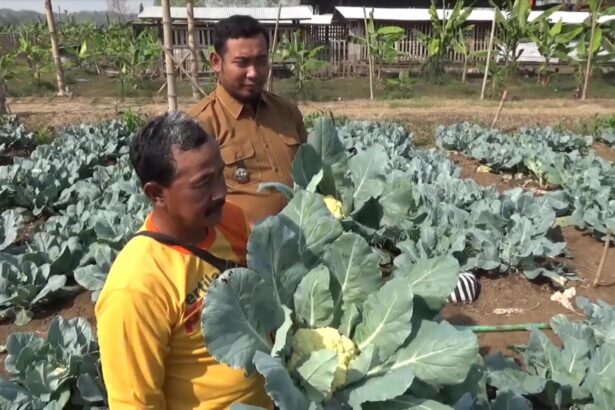 Two men stand in a cabbage field, inspecting large green cabbage heads.
