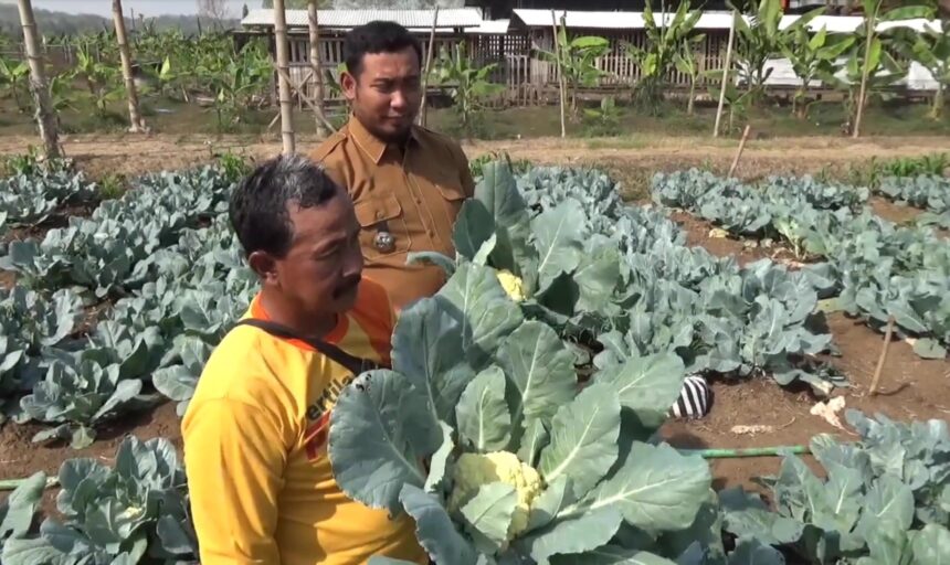 Two men stand in a cabbage field, inspecting large green cabbage heads.