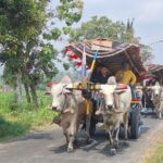 Ox-cart parade with white oxen pulling a thatched cart adorned with ribbons along a rural road.