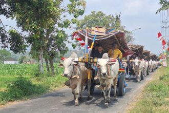 Ox-cart parade with white oxen pulling a thatched cart adorned with ribbons along a rural road.