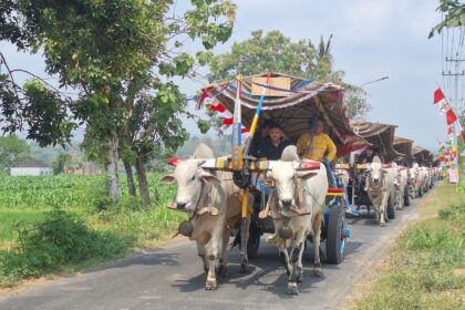 Ox-cart parade with white oxen pulling a thatched cart adorned with ribbons along a rural road.