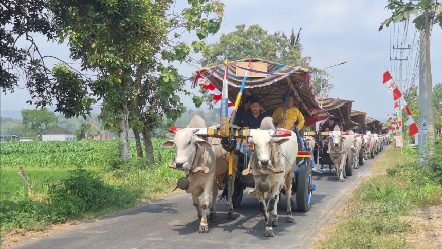 Ox-cart parade with white oxen pulling a thatched cart adorned with ribbons along a rural road.