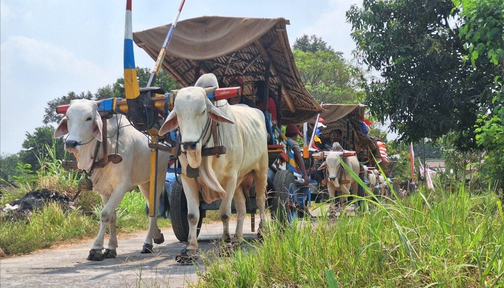 White oxen pulling a decorated wooden cart with a thatched canopy along a rural road.