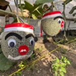 Three decorative melon faces with red hats hanging from vines in a garden bed.