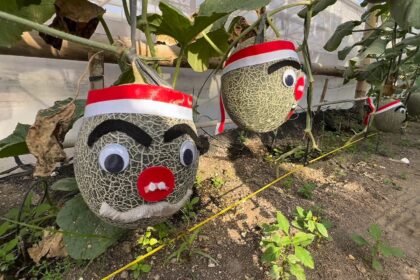 Three decorative melon faces with red hats hanging from vines in a garden bed.