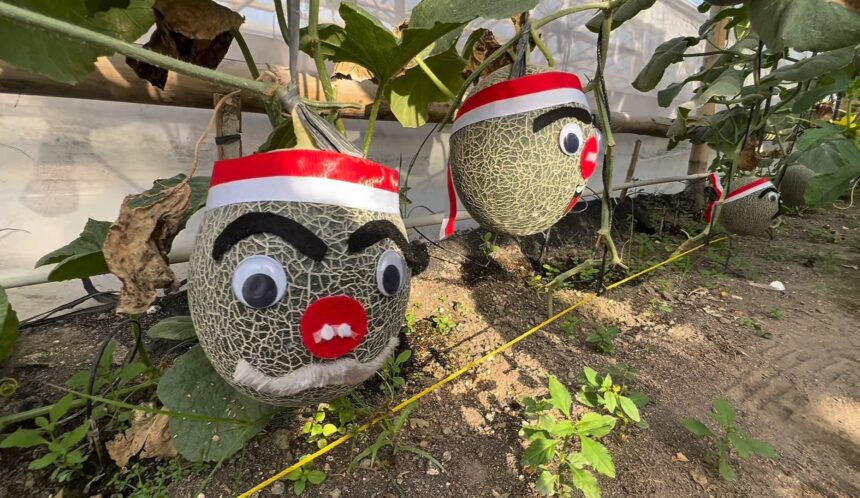 Three decorative melon faces with red hats hanging from vines in a garden bed.