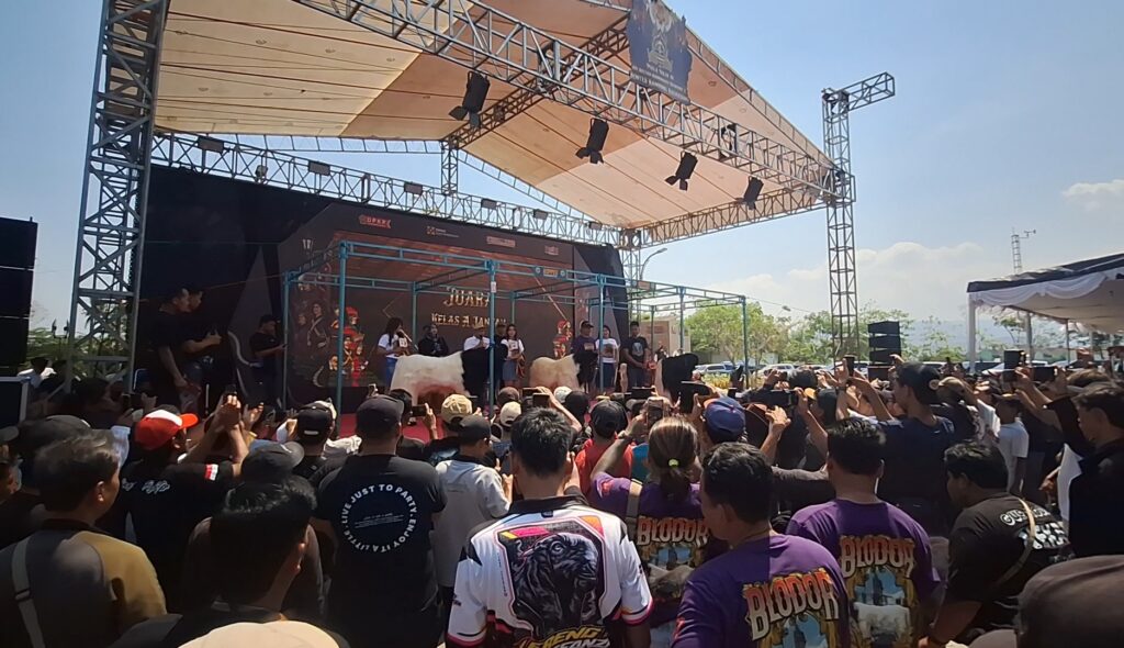 Kemeriahan kontes kambing ras Kaligesing Piala Raja Sri Sultan Hamengkubuwono X di Kulonprogo (foto : JH Kusmargana) - Mabur.co Outdoor concert stage with performers under a beige canopy, supported by metal scaffolding, while a large crowd films with their phones.