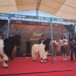 People on a stage with white and black goats walking on a red carpet during an event under a canopy backdrop.