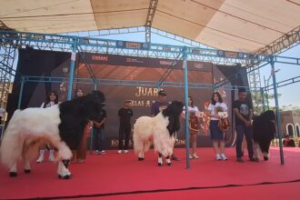 People on a stage with white and black goats walking on a red carpet during an event under a canopy backdrop.