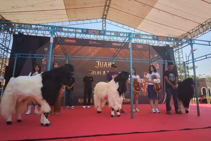 People on a stage with white and black goats walking on a red carpet during an event under a canopy backdrop.