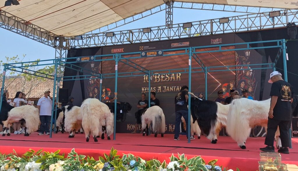 Stage event showing people guiding fluffy white llamas on a red carpet with a large display reading '10 BESAR' in the background.
