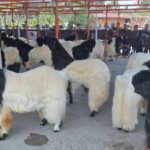 Goats with long coats in black and white, tied under orange canopy at a livestock show with spectators in the background.