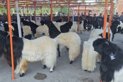 Goats with long coats in black and white, tied under orange canopy at a livestock show with spectators in the background.