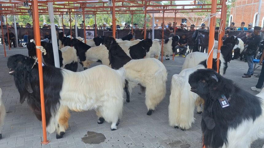 Goats with long coats in black and white, tied under orange canopy at a livestock show with spectators in the background.