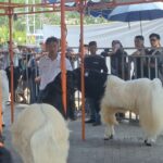 Crowd watches white and black llamas behind an orange metal barrier at an outdoor event.