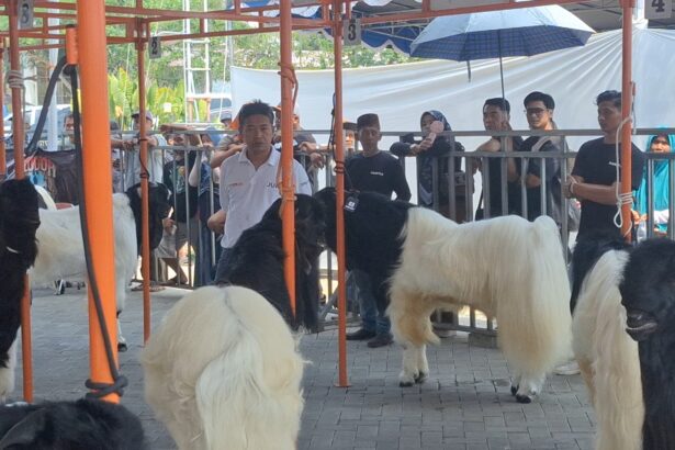 Crowd watches white and black llamas behind an orange metal barrier at an outdoor event.