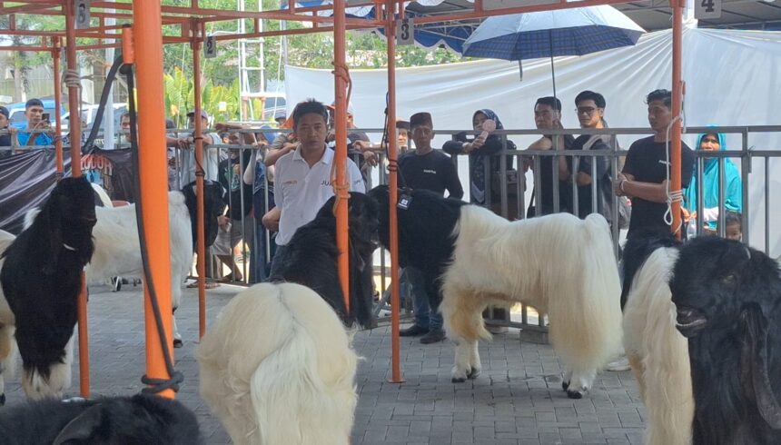 Crowd watches white and black llamas behind an orange metal barrier at an outdoor event.