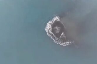 Aerial view of a circular whirlpool or foam ring forming on blue-green ocean water, seen from above.