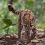 Young leopard cub walking through leaf litter in a green forest, looking ahead with focused eyes.