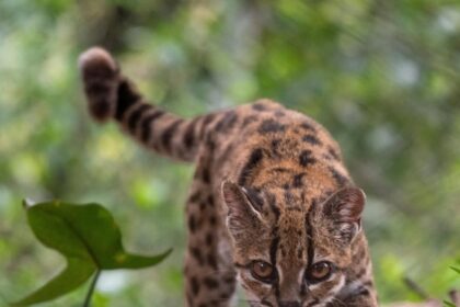 Young leopard cub walking through leaf litter in a green forest, looking ahead with focused eyes.