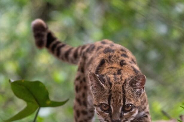 Young leopard cub walking through leaf litter in a green forest, looking ahead with focused eyes.