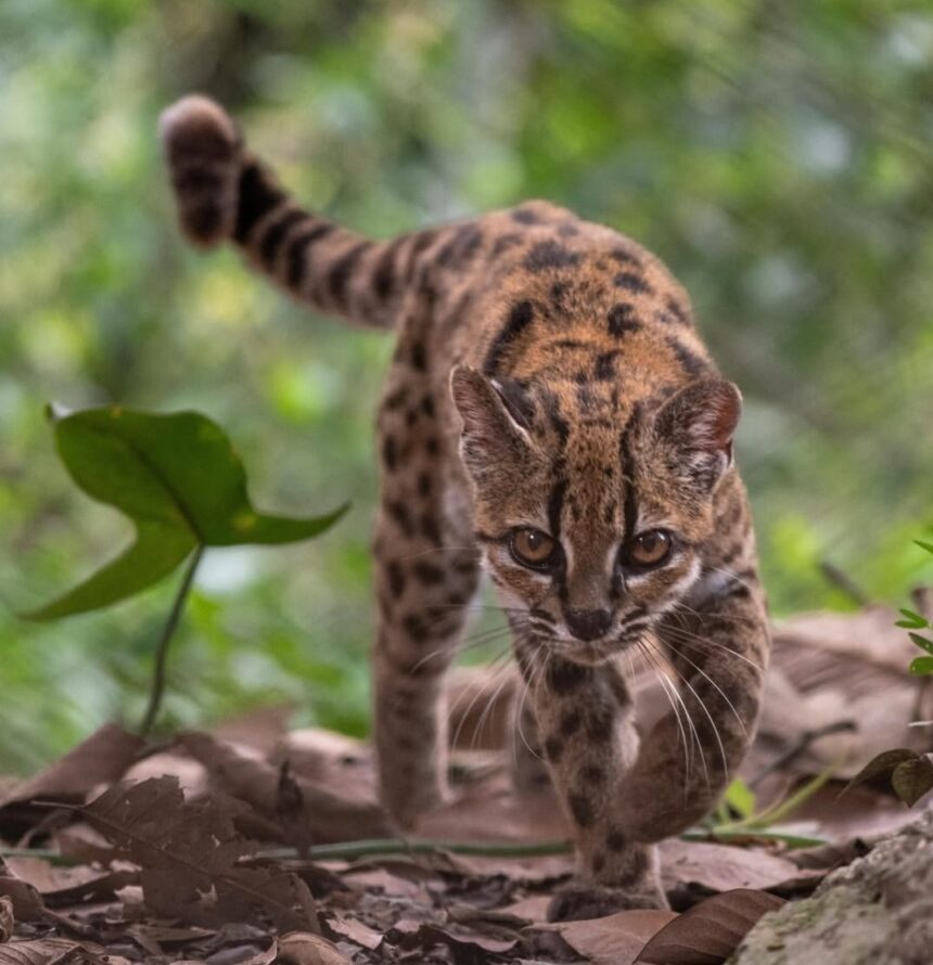 Young leopard cub walking through leaf litter in a green forest, looking ahead with focused eyes.