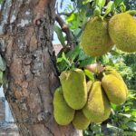 Green jackfruits hanging from a tree trunk with leaves and a clear blue sky in the background.