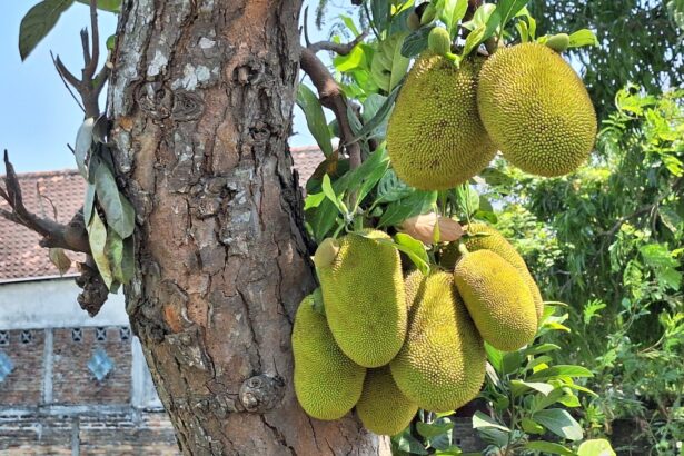 Green jackfruits hanging from a tree trunk with leaves and a clear blue sky in the background.